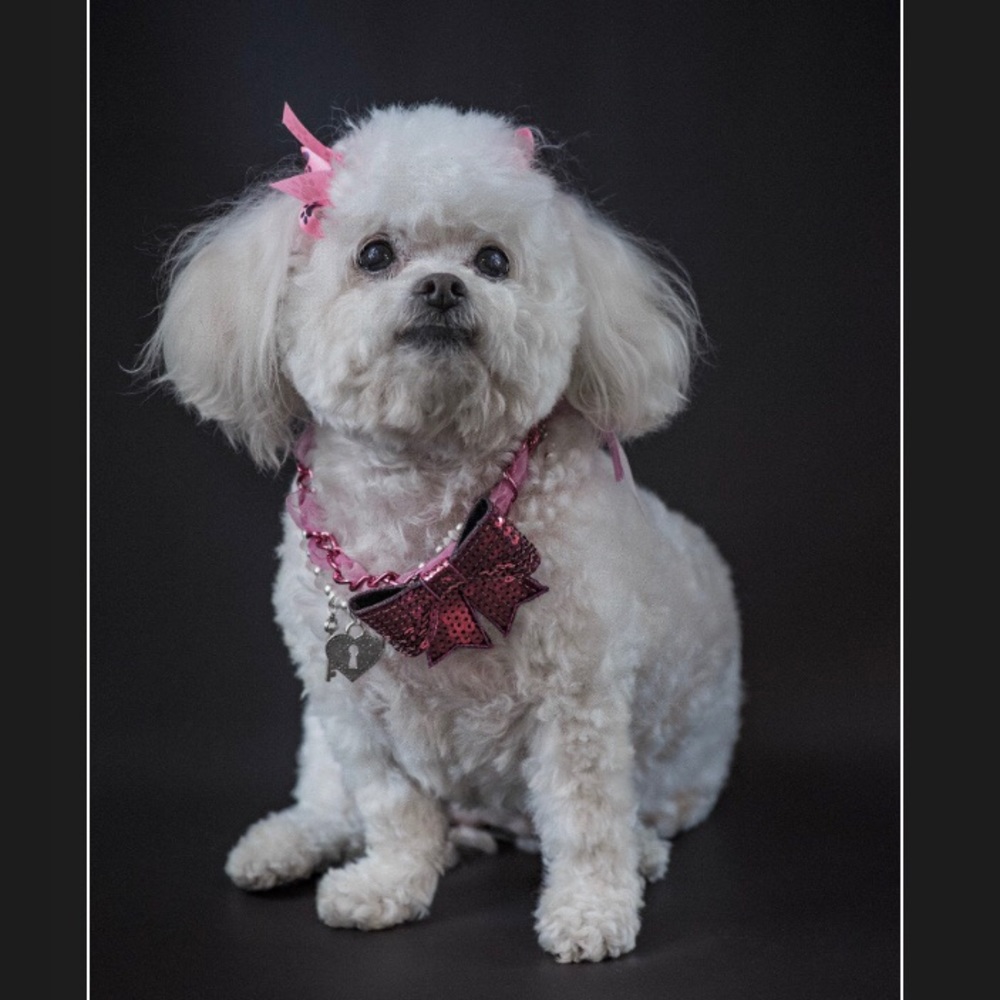 Gorgeous Handcrafted Dog Collar, Raspberry Sorbet